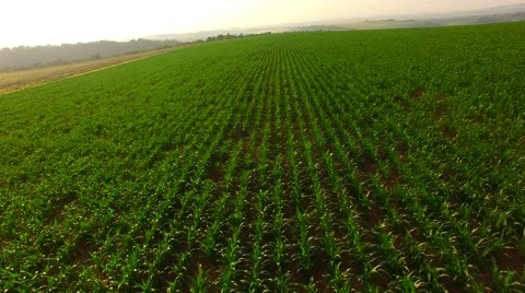 Flight over the corn field in sunrise. Stock Footage 64546838