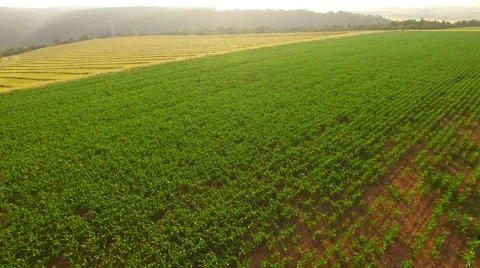 Flight over the corn field in sunrise. Stock Footage 64546877