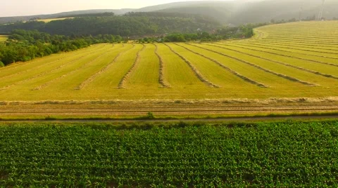 Flight over the corn field in sunrise. Stock Footage 64546884