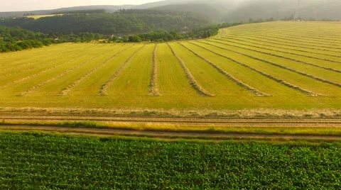 Flight over the corn field in sunrise. Stock Footage 64546890
