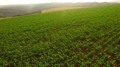 Flight over the corn field in sunrise. Stock Footage 64546919