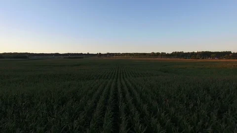Flight over corn field at sunset Stock Footage 75795776