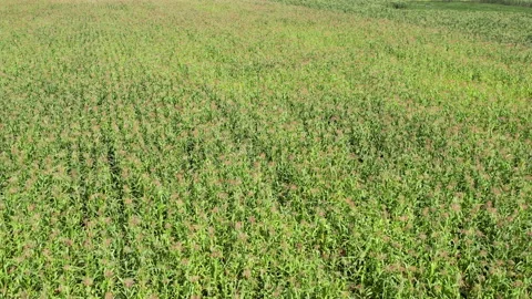 Flight over corn fields with a drone with camera raise to the mountains at the Stock Footage 204793368