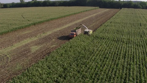 Flight over corn field,truck and harvester Видео 123775414