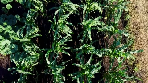Flight over corn Vidéo 134350453