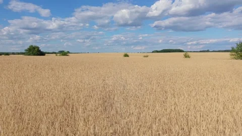 Flight over a cornfield with cloudy blue sky in the background, Wusterwitz, Stock Footage 340111252