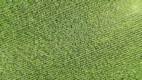 Flight over a cornfield Video stock 285856957