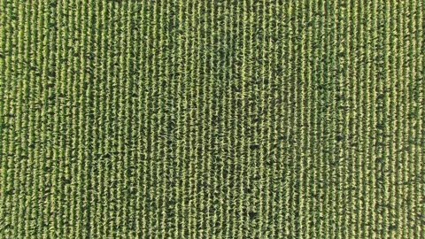 Flight over the cream of corn stalks, ripening corn harvest, top view of a Stock Footage 158215533
