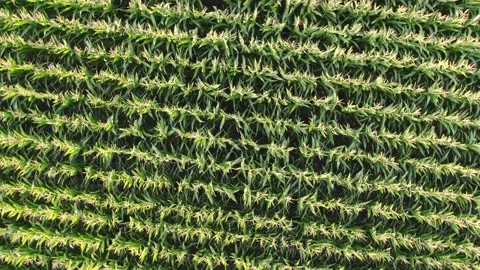 Flight over the cream of corn stalks, ripening corn harvest, top view of a Stock Footage 158222302