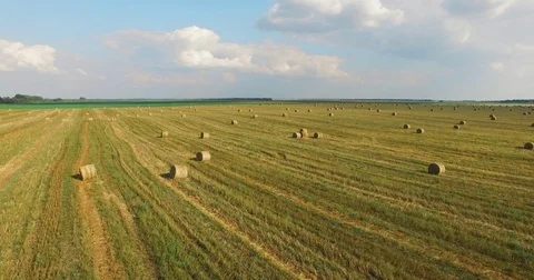 Flight over crop wheat or rye field with stook hay straw bales. Harvest Stock Footage 84872309