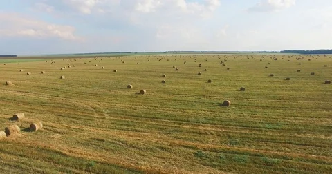 Flight over crop wheat or rye field with stook hay straw bales. Harvest Video stock 84872651