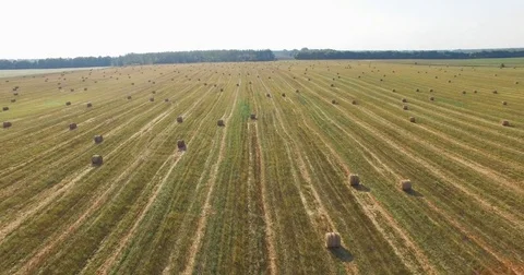 Flight over crop wheat or rye field with stook hay straw bales. Harvest Stock-Footage 84872972