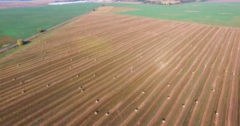 Flight over crop wheat or rye field with stook hay straw bales. Harvest Stock Footage 84873138