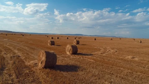 Flight over crop wheat or rye field with stook hay straw bales. Harvesting Stock Footage 91703200