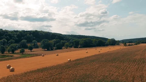 Flight over crop wheat or rye field with stook hay straw bales. Harvest Stock Footage 93881954