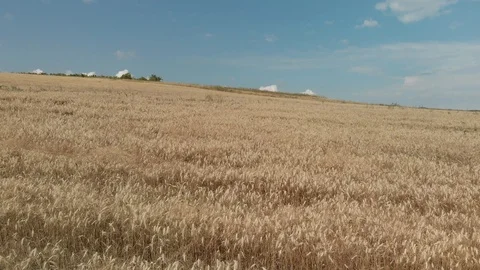 Flight over crop wheat or rye field Stock Footage 97183282