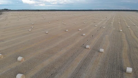 Flight over crop wheat or rye field with stook hay straw bales Stock Footage 118380461