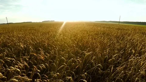 Flight over crops. Large wheat field. Video stock 81548791