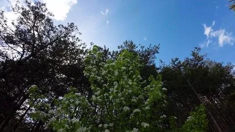 Flight over crowns of flowering trees and conifers Stock Footage 273588568