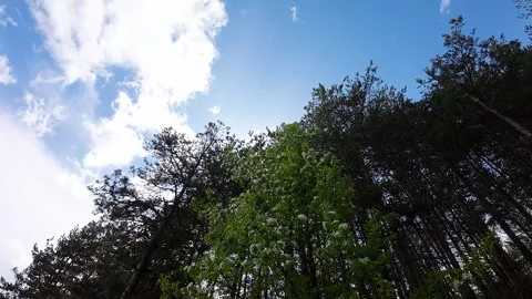 Flight over crowns of flowering trees and conifers Stockbeeldmateriaal 273588619