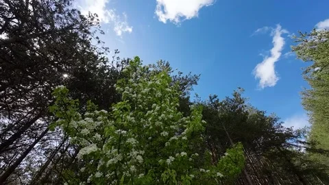 Flight over crowns of flowering trees and conifers Stock Footage 273588963