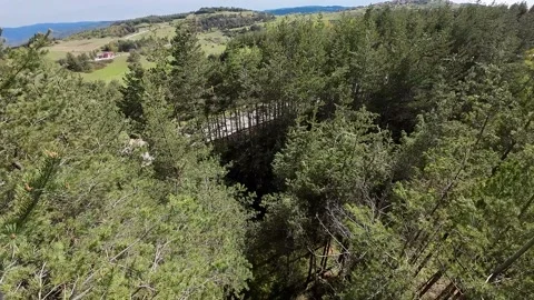 Flight over crowns of flowering trees and conifers, Stock Footage 273589076