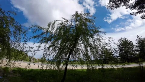 Flight over the crowns of poplar tree Stock Footage 273588522