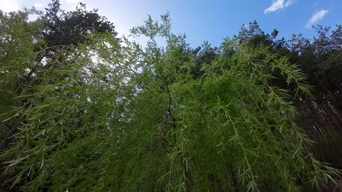 Flight over the crowns of poplars and conifers Stock Footage 273587045