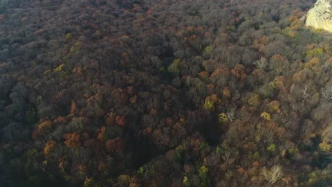 Flight over the crowns of trees in the forest in autumn from a bird's eye view Stock Footage 153000423