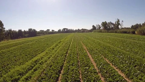 Flight over the cultivated field Stock Footage 71590124
