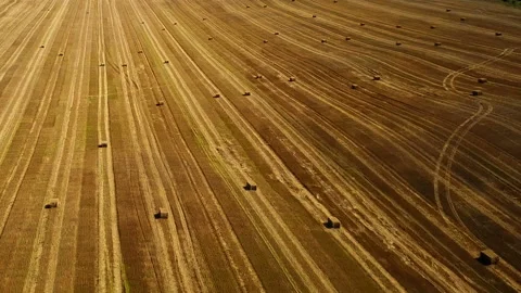 Flight over cultivated fields with haystacks after harvesting. Aerial view. Vídeo Stock 89920092