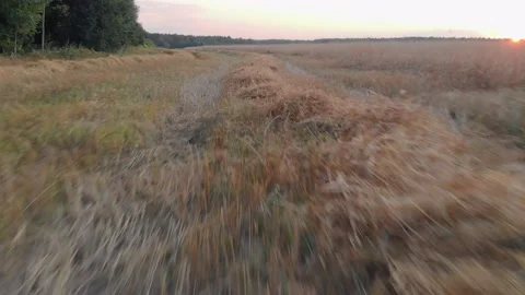 Flight over the cut straw after harvesting the grain Stock Footage 144966620