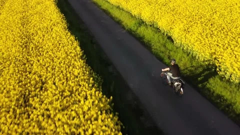 Flight over a cyclist riding in between canola fields Video stock 154349718