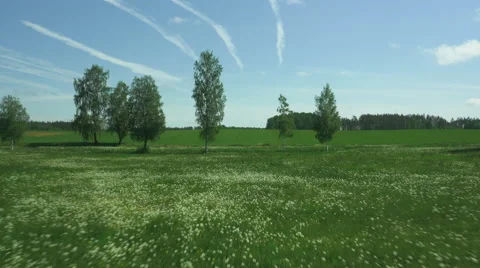 Flight Over Dandelion Field in Bright Summer Day. Stock Footage 64939404