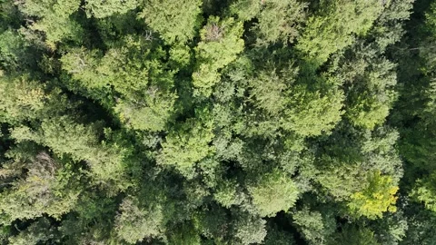 Flight over a deciduous forest Stock Footage 285856476