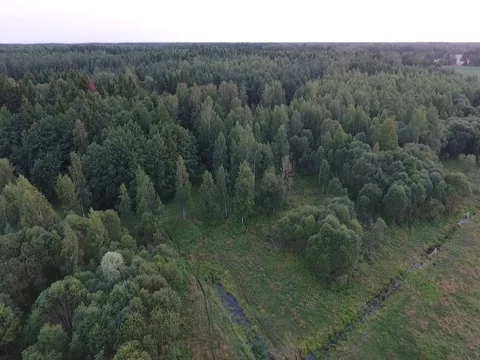 Flight over the deers in the forest Stock Footage 70347483