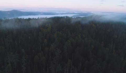 Flight over dense coniferous forest and mountain in early morning fog Stock Footage 218232243