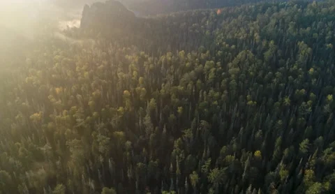 Flight over dense coniferous forest and mountain in early morning fog Stock Footage 218232256