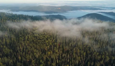 Flight over dense coniferous forest and mountain in early morning fog Stock Footage 218232276