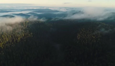 Flight over dense coniferous forest and mountain in early morning fog Stock Footage 218232296