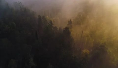 Flight over dense coniferous forest where sun shines in fog early in morning Stock Footage 218232336