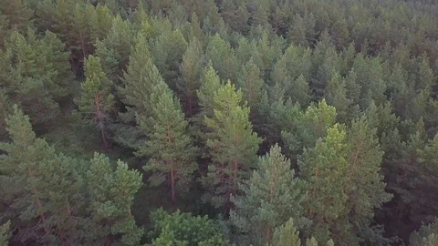 Flight over the dense forest in West Siberia Stock Footage 92429671