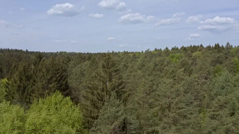 Flight over dense green conifer forests in Harmstorf Stock Footage 130059866