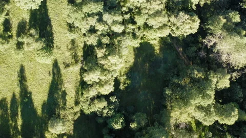 Flight over a dirt road in the middle of the forest Stock Footage 137313165