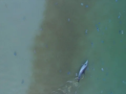 Flight over the dolphin, which floats in the sea Stock Footage