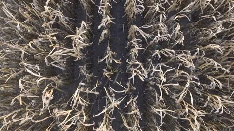 Flight over dry corn field on late summer Stock Footage 54649955