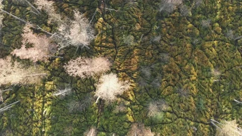 Flight over dry trees, vertical view from above. Flight over treetops Stock Footage 196228593