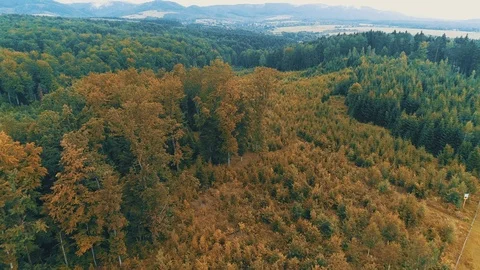 Flight over early autumn forest countryside meadows beamed with soft light and Stock Footage 124953904