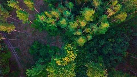 Flight over early autumnal forest. Top down view with spinning camera. 스톡 동영상 94690853