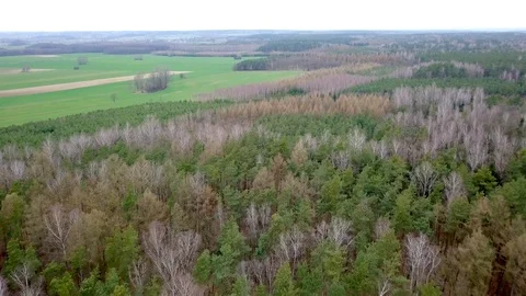 Flight over early spring forest. 4k aerial video. Stock Footage 127587832
